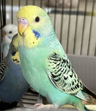 Budgie Service