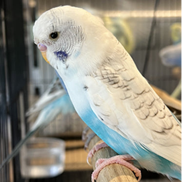 Budgie Service
