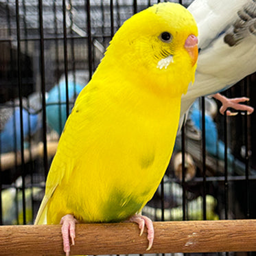 Budgie