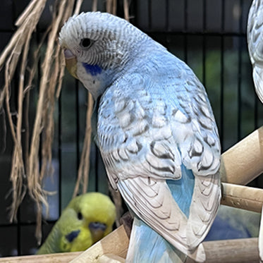 Budgie Service