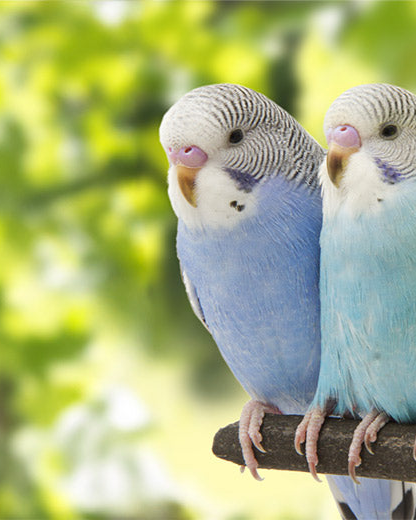 three-budgie-header-banner.png