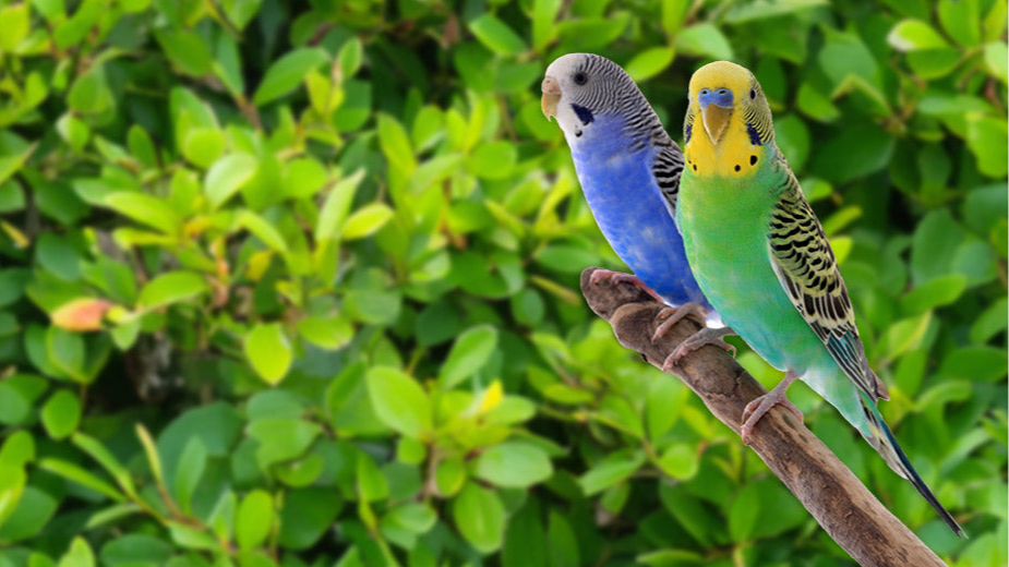 two-budgie-bush-1-header-banner.png