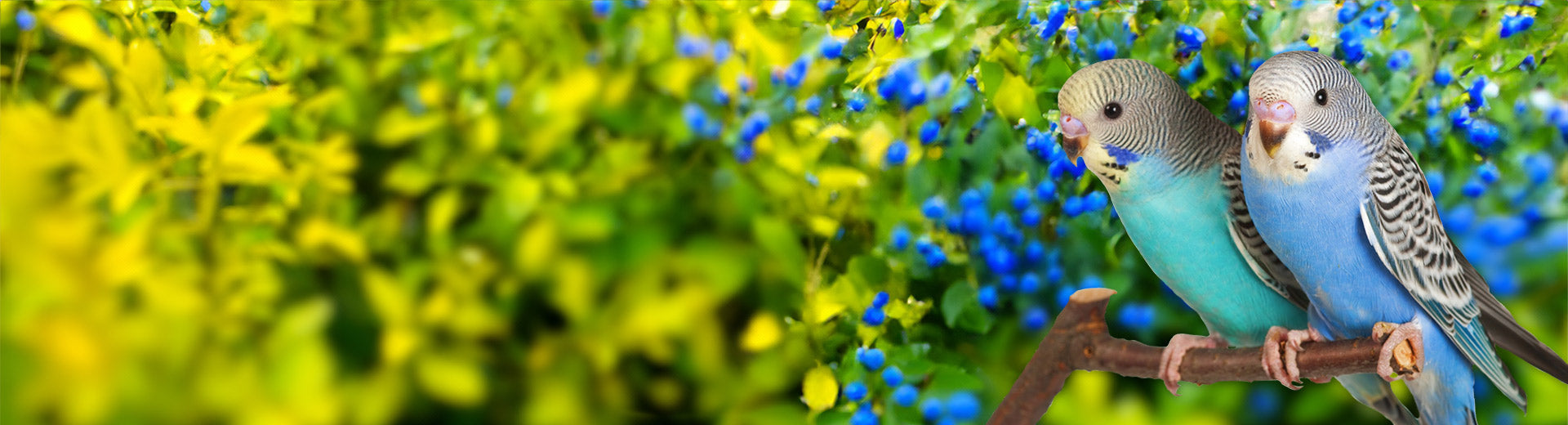 two-budgie-bush-header-banner.jpg