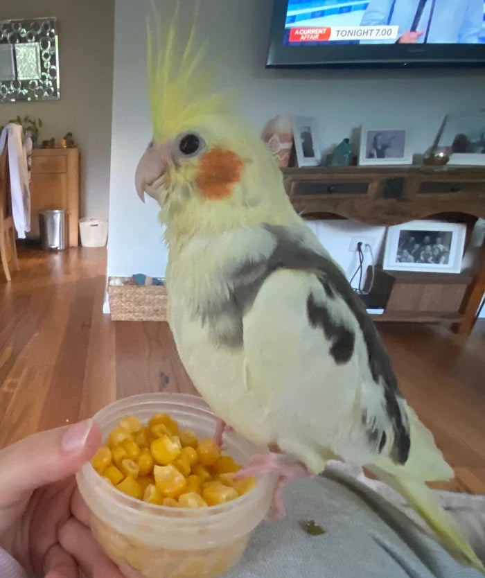 Budgie