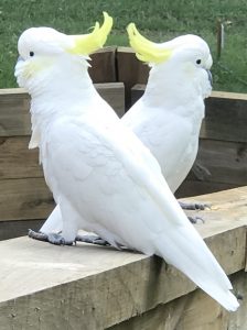 2 Cockatoos