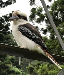 Kookaburra