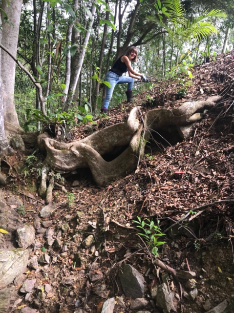 Large Tree stump on bank