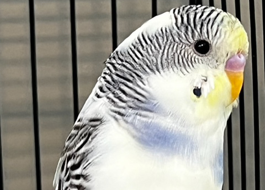 Hand Tame Budgies - Just Budgies