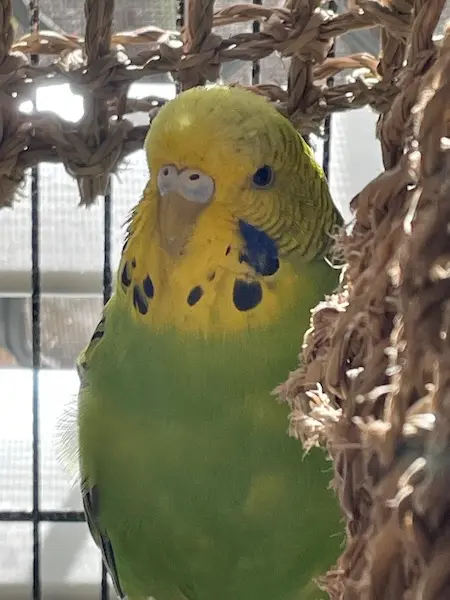Budgie on Perch