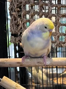 Budgie on Perch