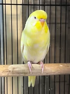 Budgie on Perch