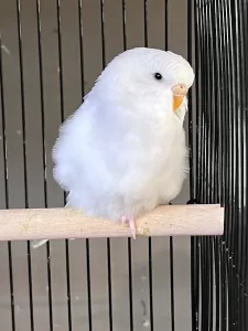 Budgie on Perch