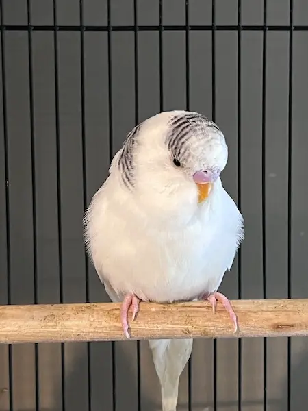 Budgie on Perch