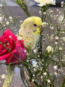 Budgie on Perch