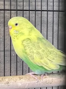 Budgie on Perch
