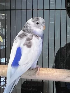 Budgie on Perch