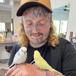 Hand tame budgies sitting on person