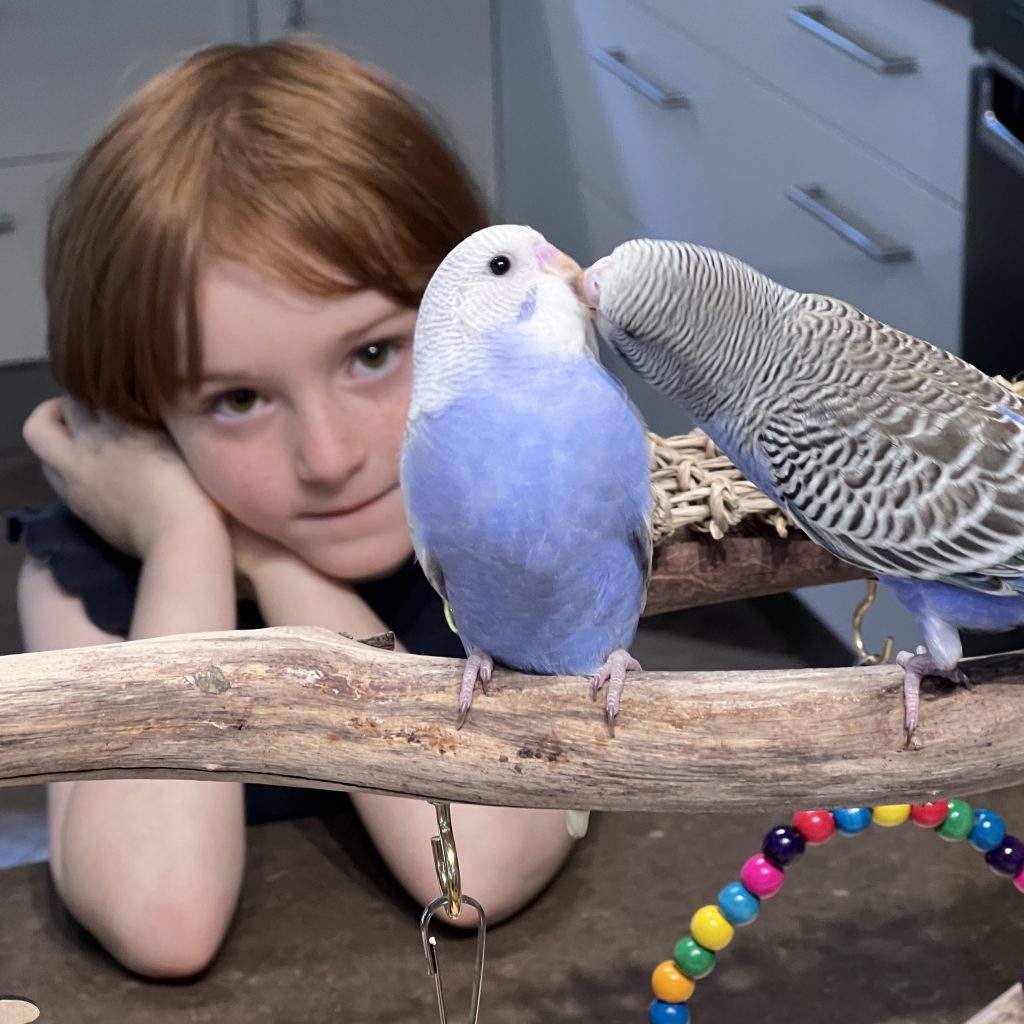 Hand tame budgies sitting on person