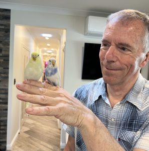Hand tame budgies sitting on person