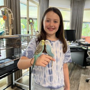 Hand tame budgies sitting on person
