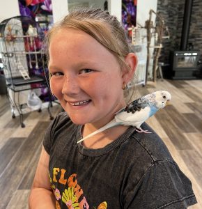 Hand tame budgies sitting on person