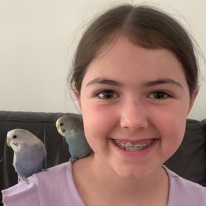 Hand tame budgies sitting on person