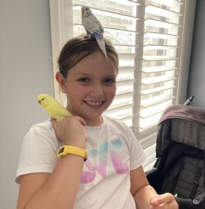 Hand tame budgies sitting on person