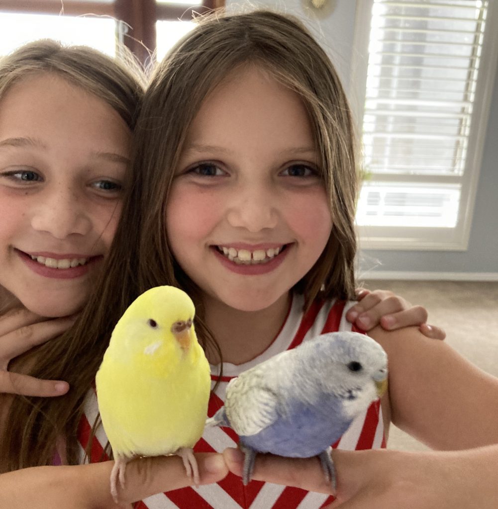 Hand tame budgies sitting on person