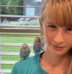 Hand tame budgies sitting on person