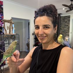 Hand tame budgies sitting on person