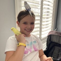 Hand tame budgies sitting on person