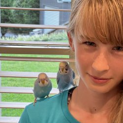 Hand tame budgies sitting on person